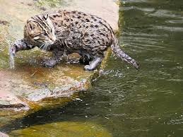 Gato de cabeza plana en el agua