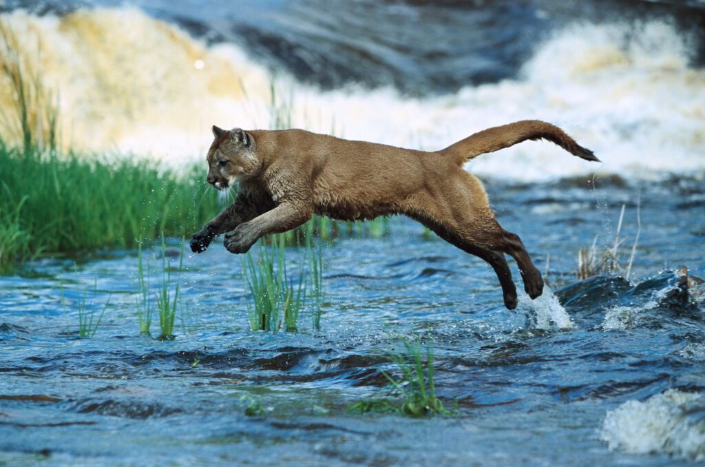 Cougar o Puma
