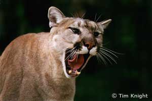 Puma o cougar con la boca abierta