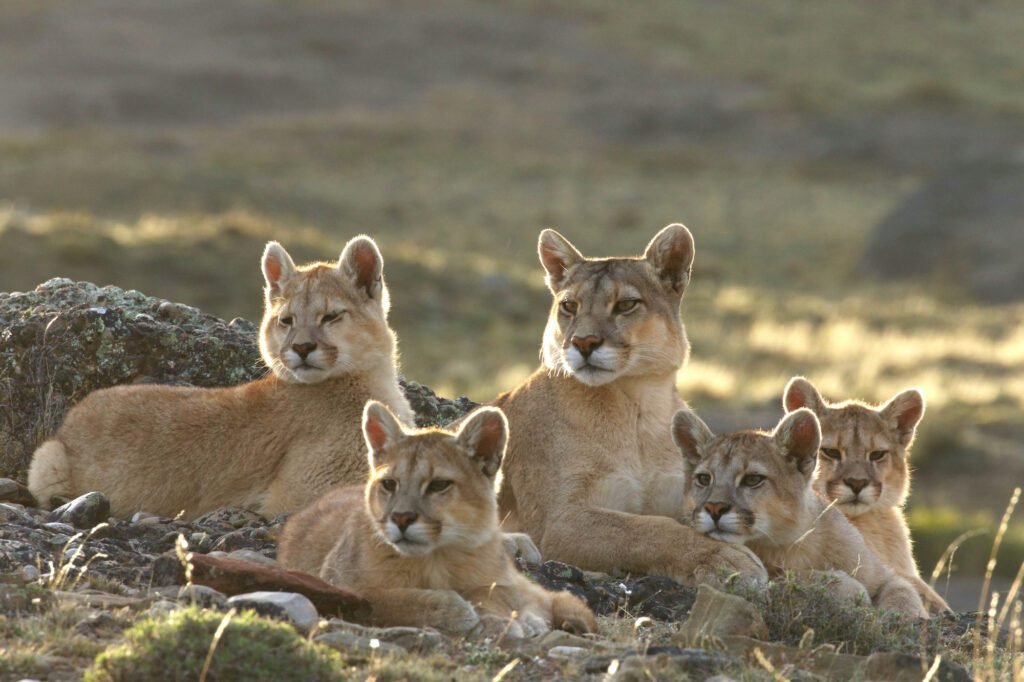 Cougars o pumas cachorros tumbados junto a su madre